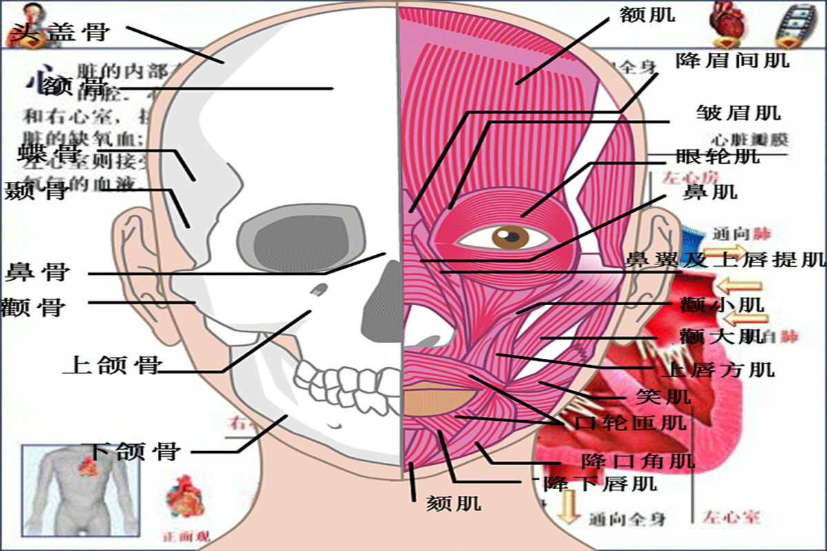 磁共振成像新技術(shù)“看清”大腦神經(jīng)活動(dòng)